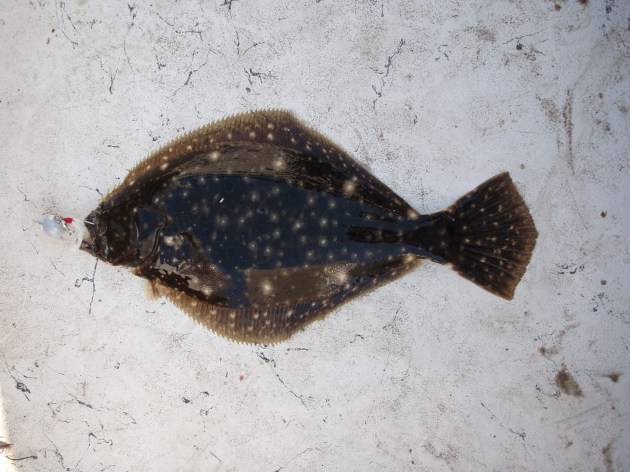 Fluke (Summer Flounder)